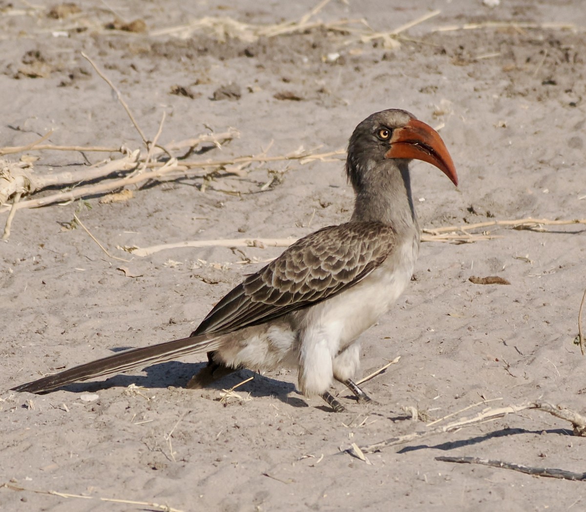 Bradfield's Hornbill - ML621847460