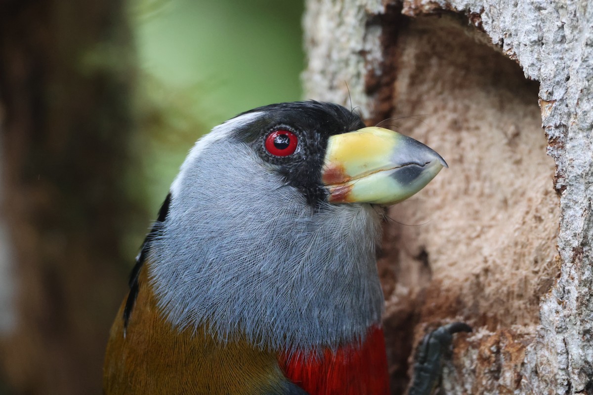 Toucan Barbet - ML621847470