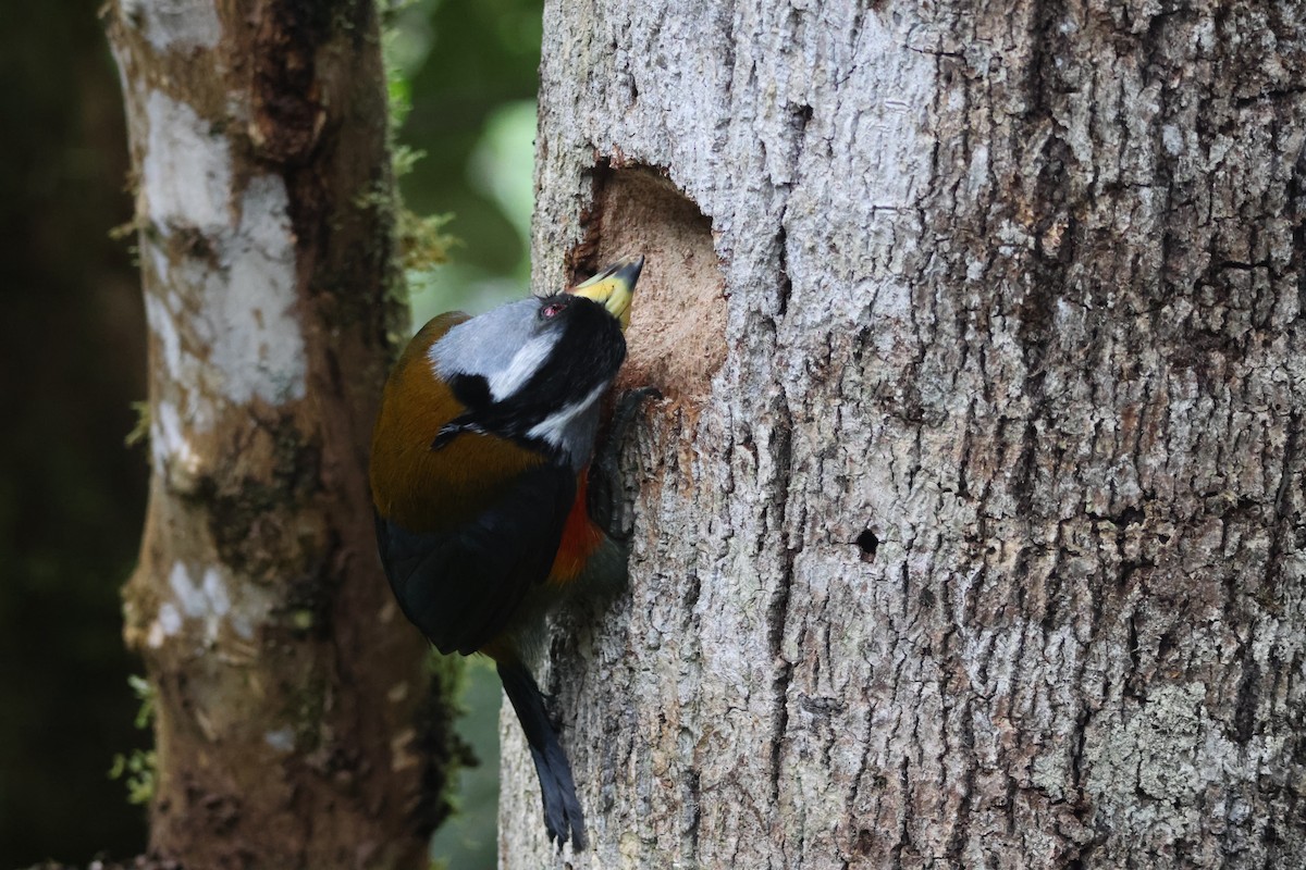 Toucan Barbet - ML621847471