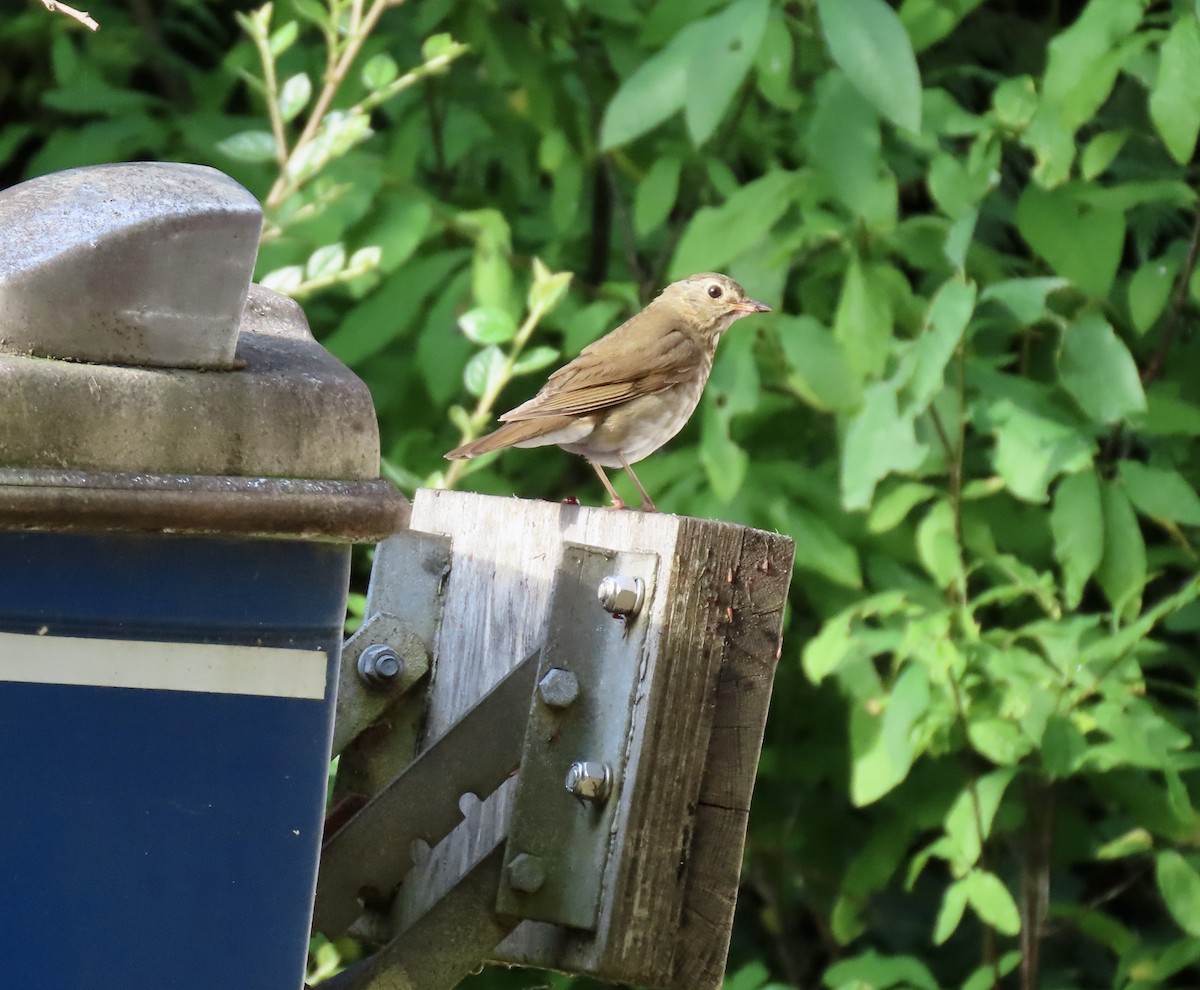 Swainson's Thrush - ML621847473