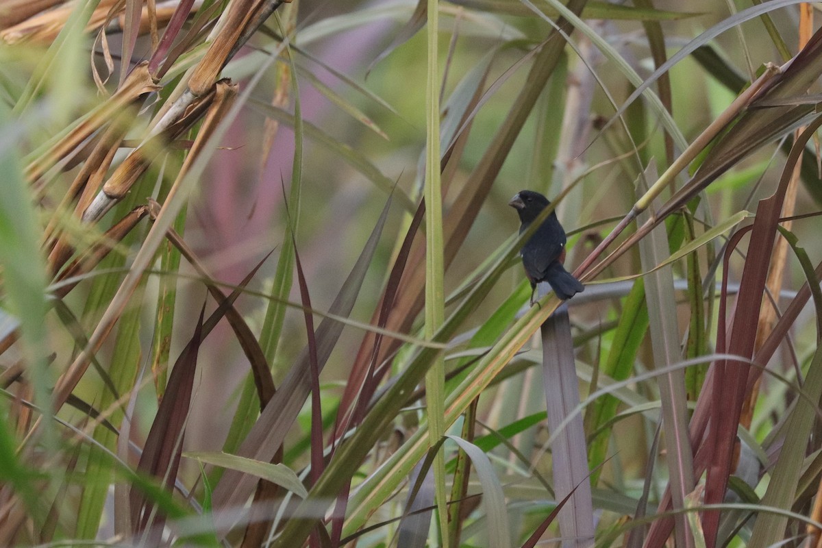 Chestnut-bellied Seed-Finch - ML621847480