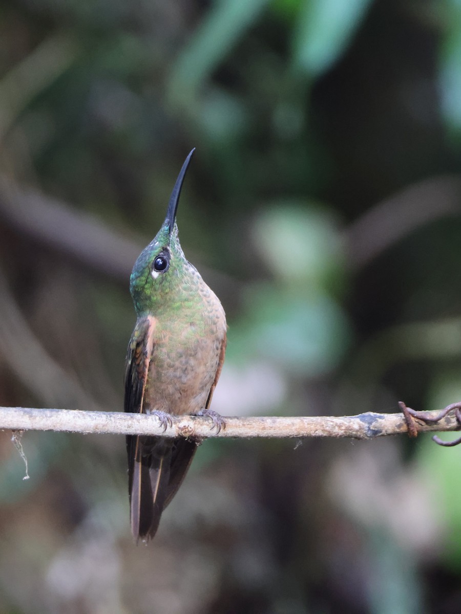 Fawn-breasted Brilliant - ML621847541