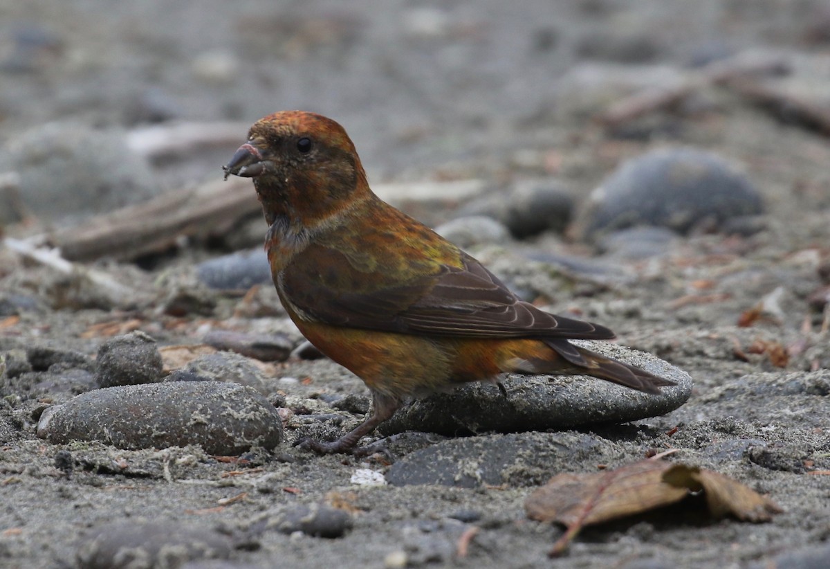 Red Crossbill - ML621847603