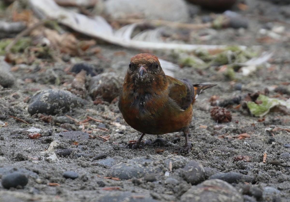 Red Crossbill - ML621847609