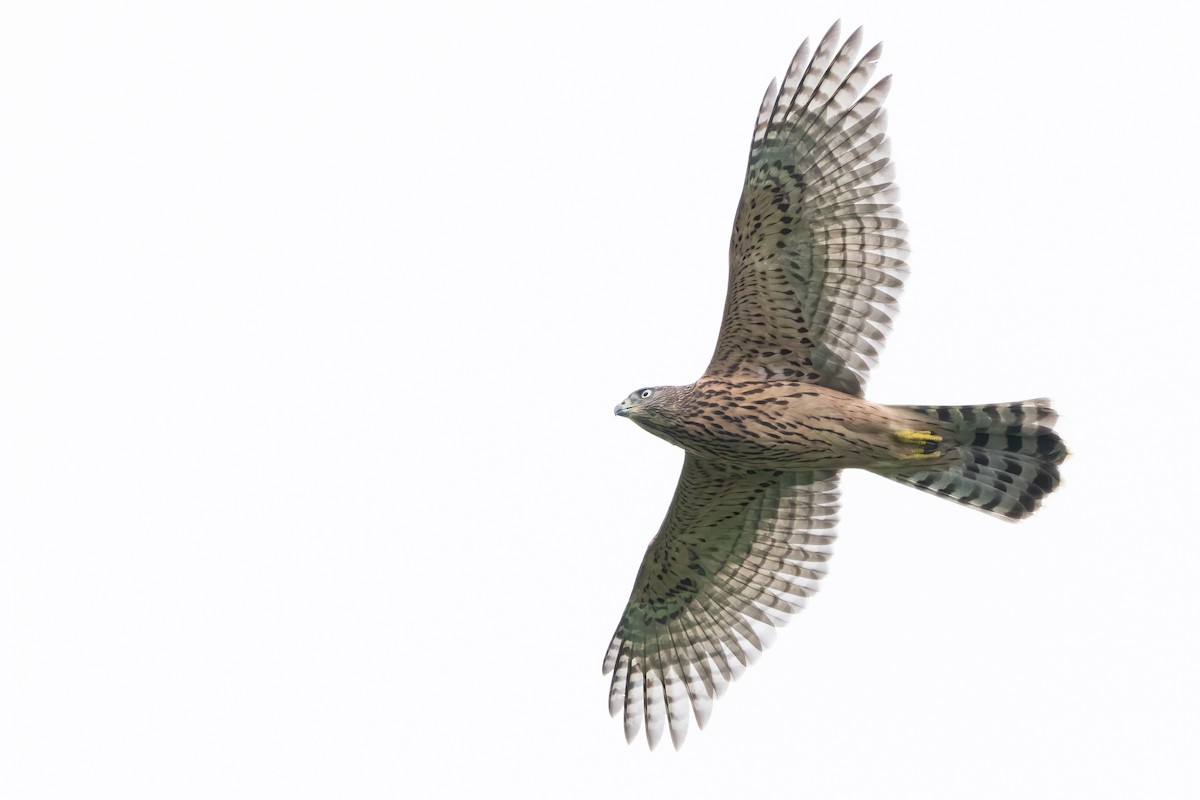 Eurasian Goshawk - ML621847628