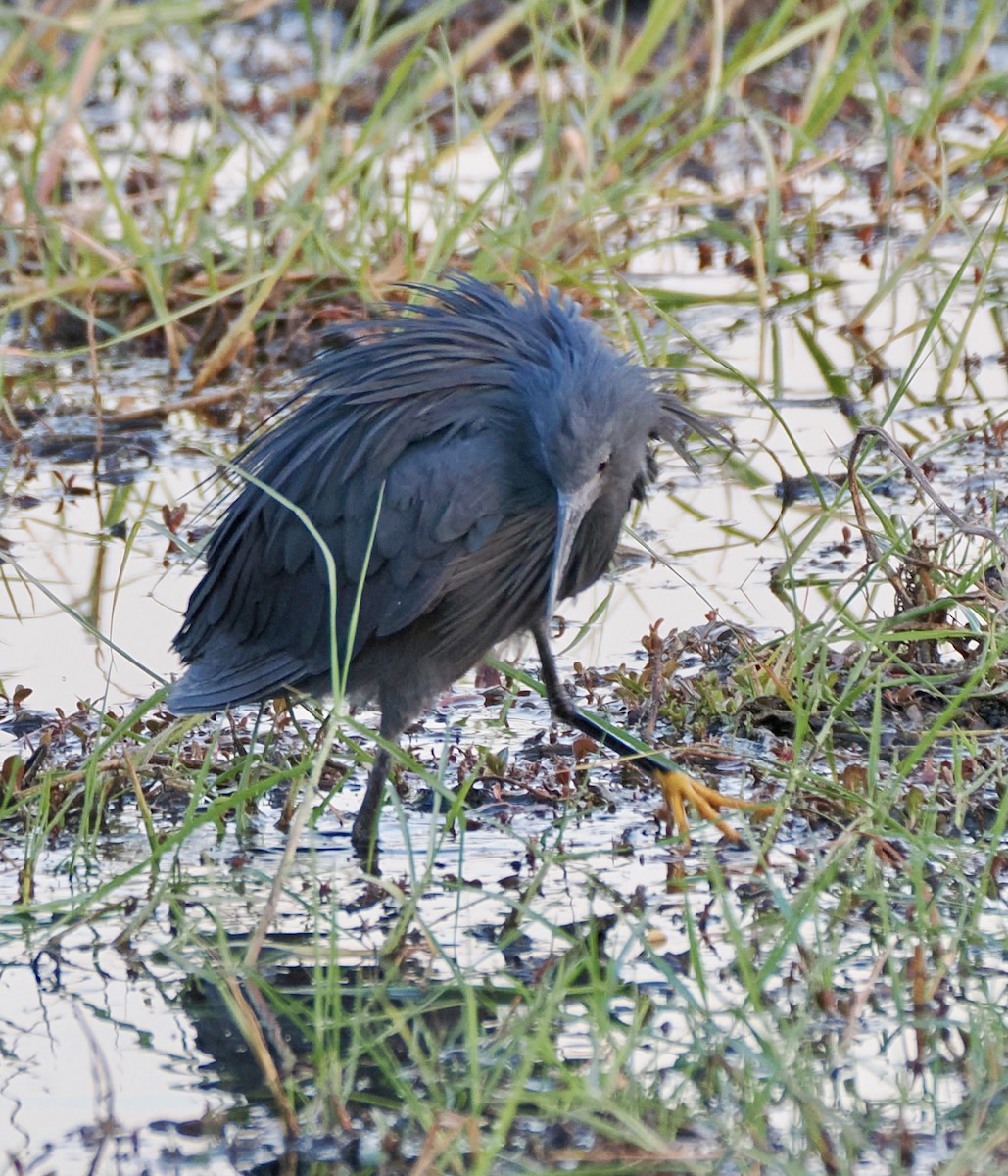 Black Heron - ML621847636