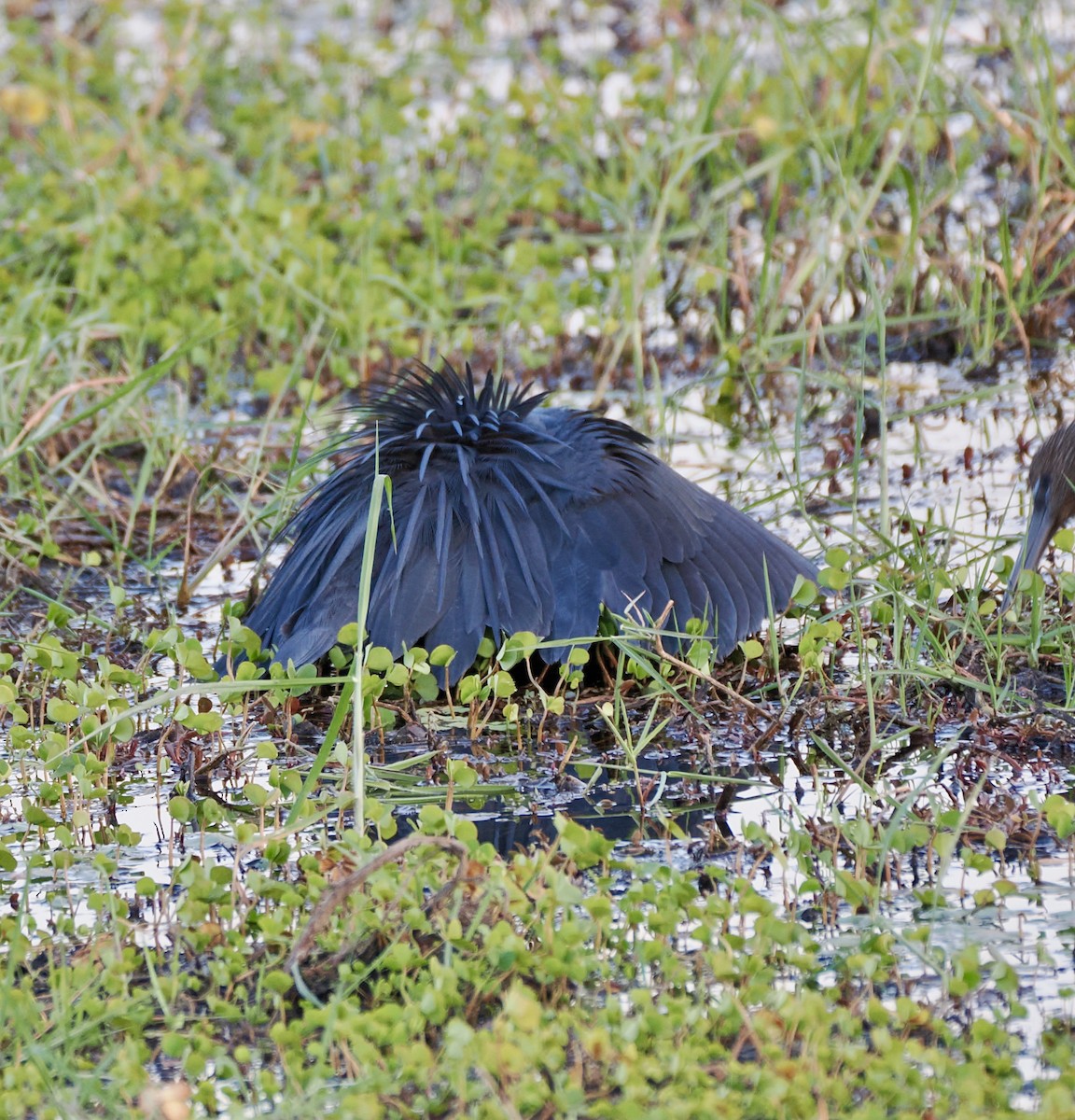 Black Heron - ML621847659