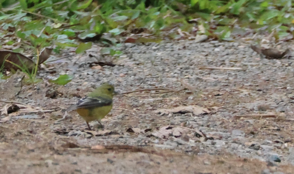 Lesser Goldfinch - ML621847675