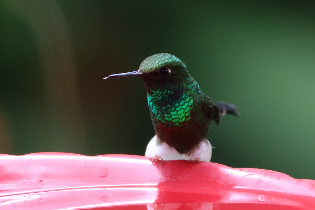 White-booted Racket-tail - Joshua Stone