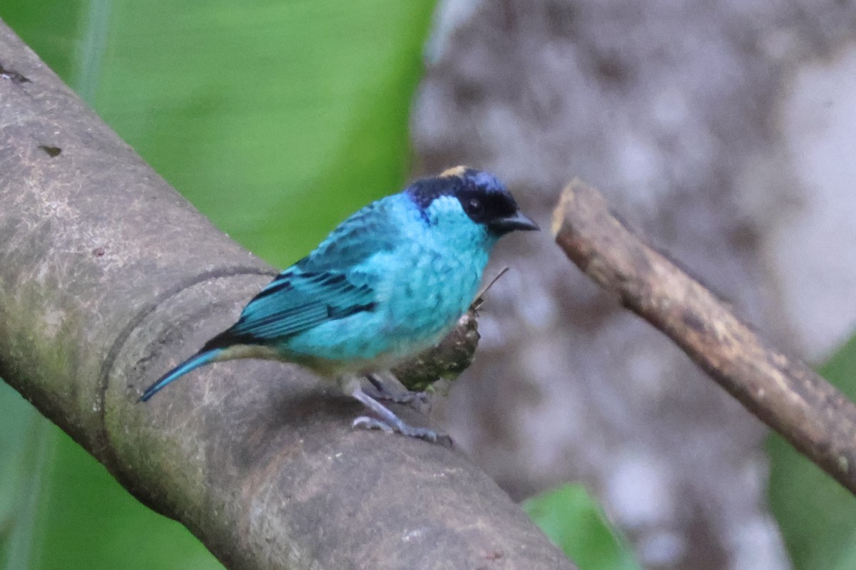 Golden-naped Tanager - ML621847682