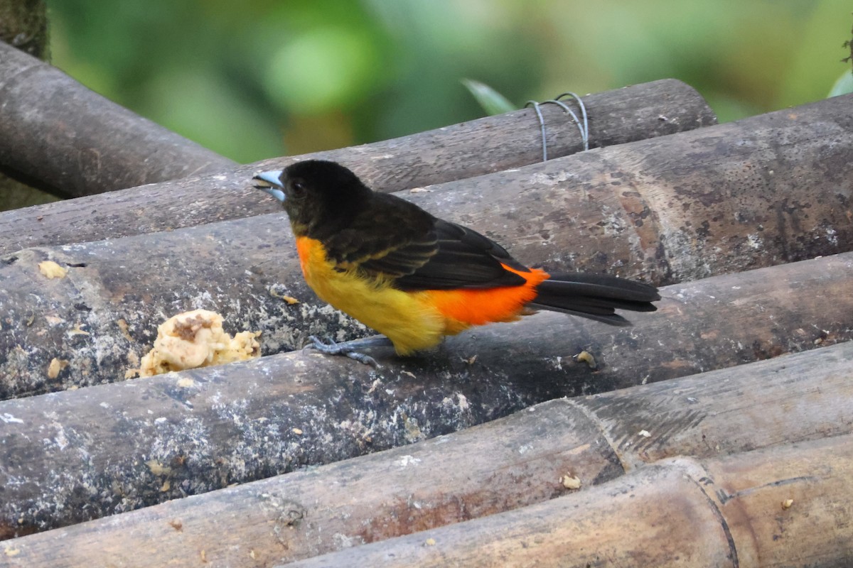 Flame-rumped Tanager (Flame-rumped) - ML621847689