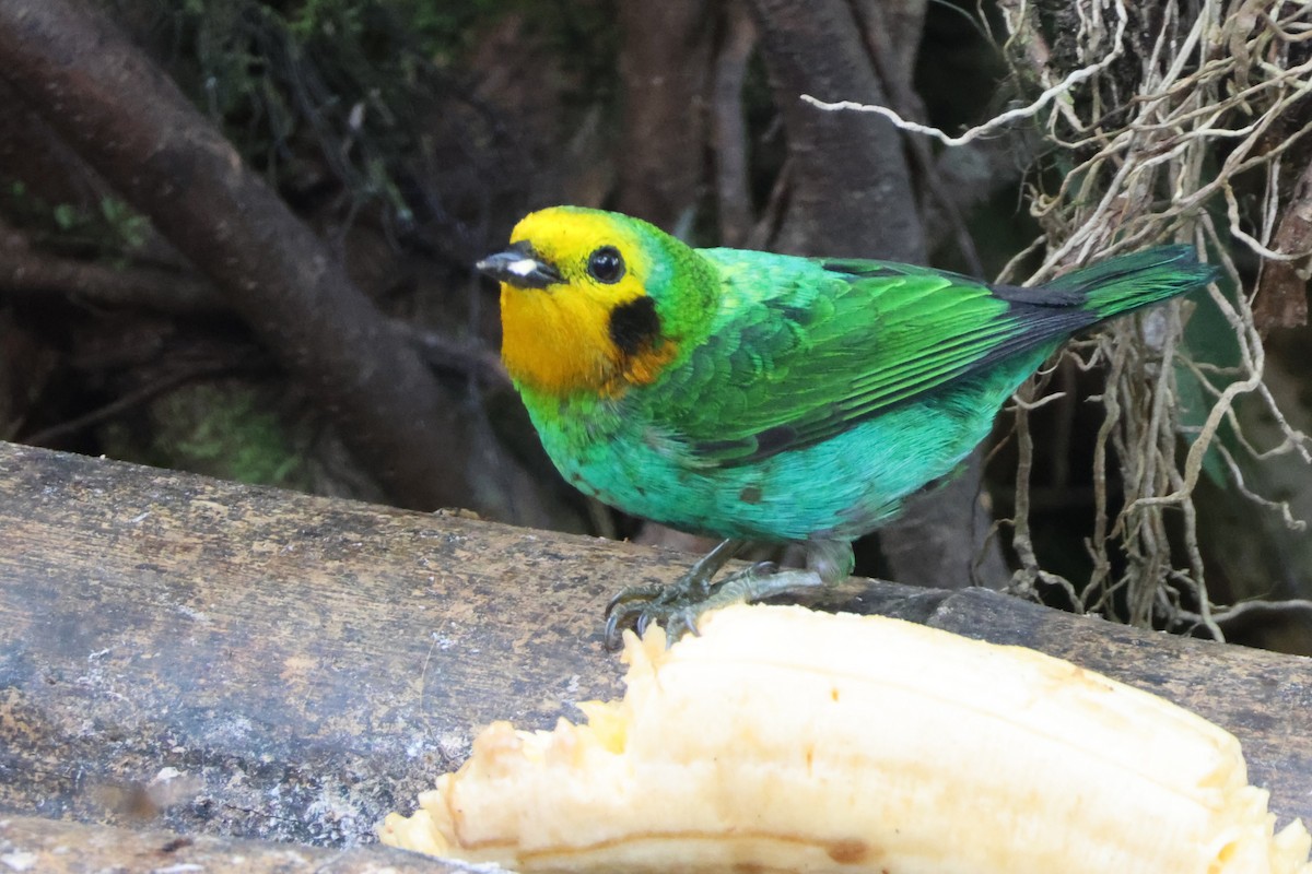 Multicolored Tanager - Joshua Stone