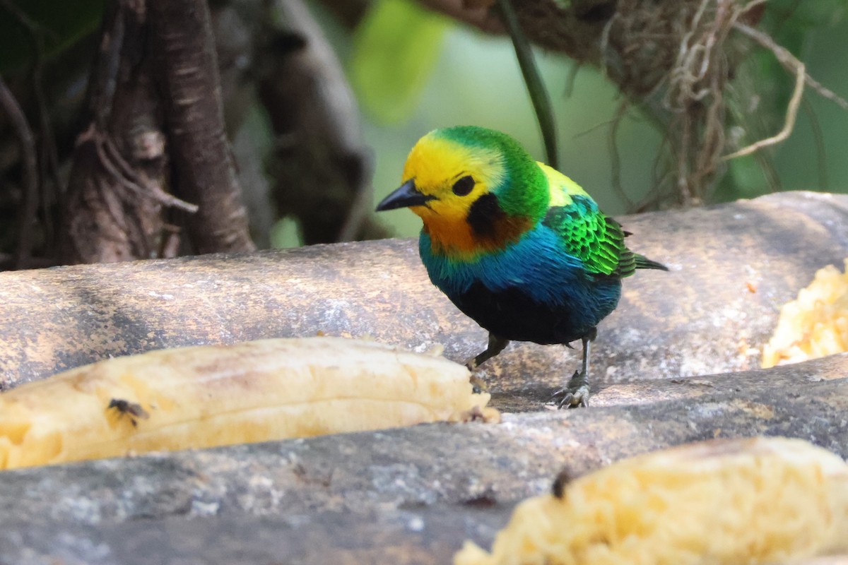 Multicolored Tanager - ML621847696