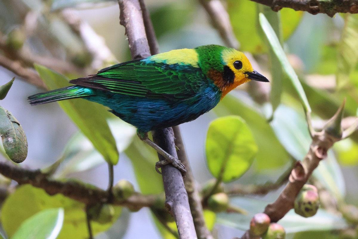 Multicolored Tanager - ML621847700