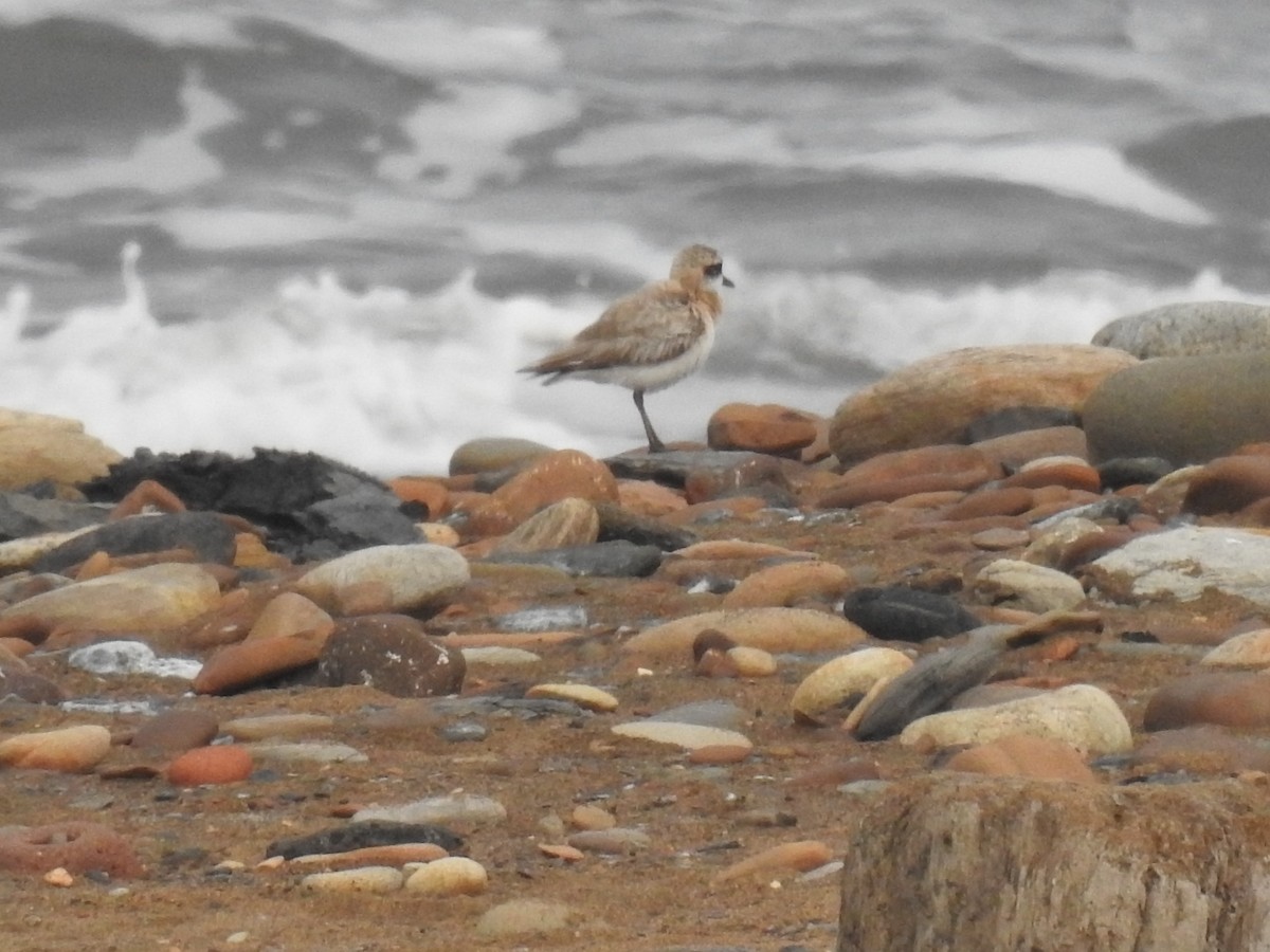 Greater Sand-Plover - ML621847710