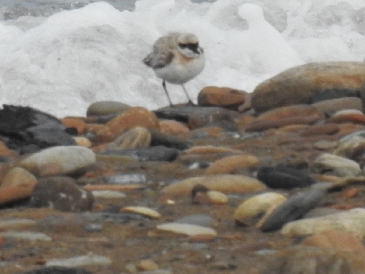 Greater Sand-Plover - ML621847717
