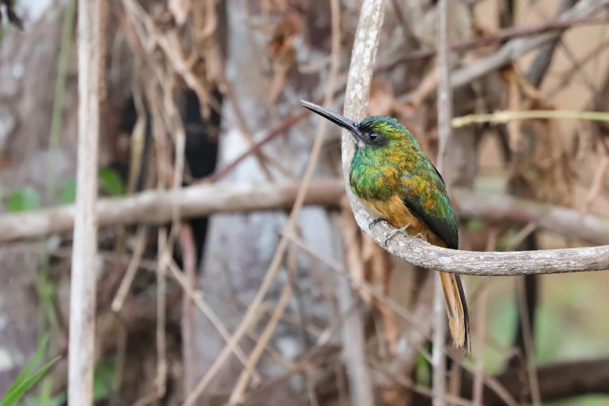 Bluish-fronted Jacamar - ML621847773