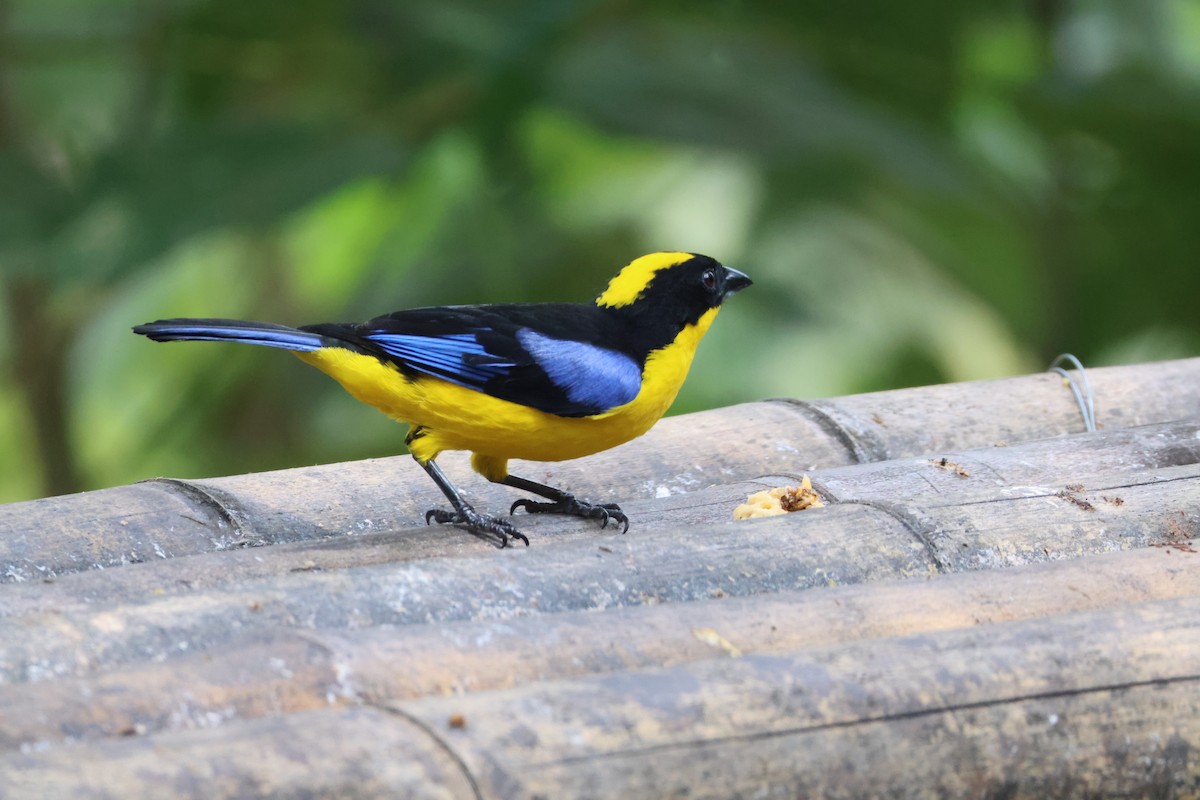 Blue-winged Mountain Tanager - ML621847778