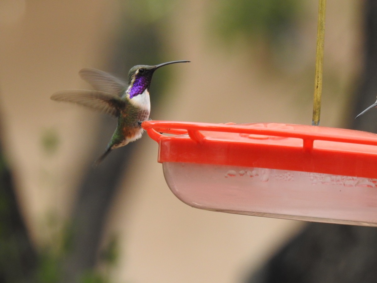 Lucifer Hummingbird - ML621847843