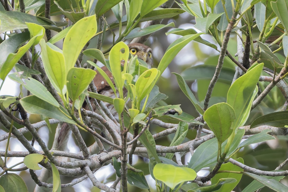 Ferruginous Pygmy-Owl - ML621847873