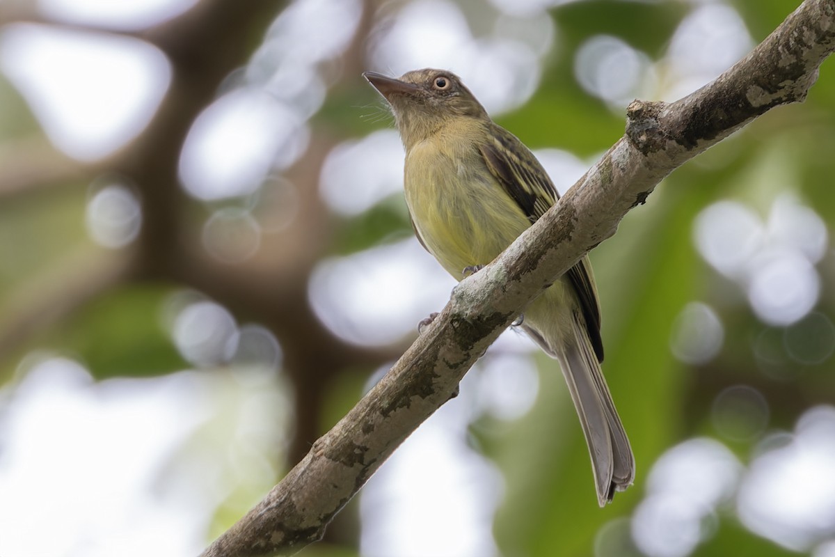 Orange-eyed Flatbill - ML621847874