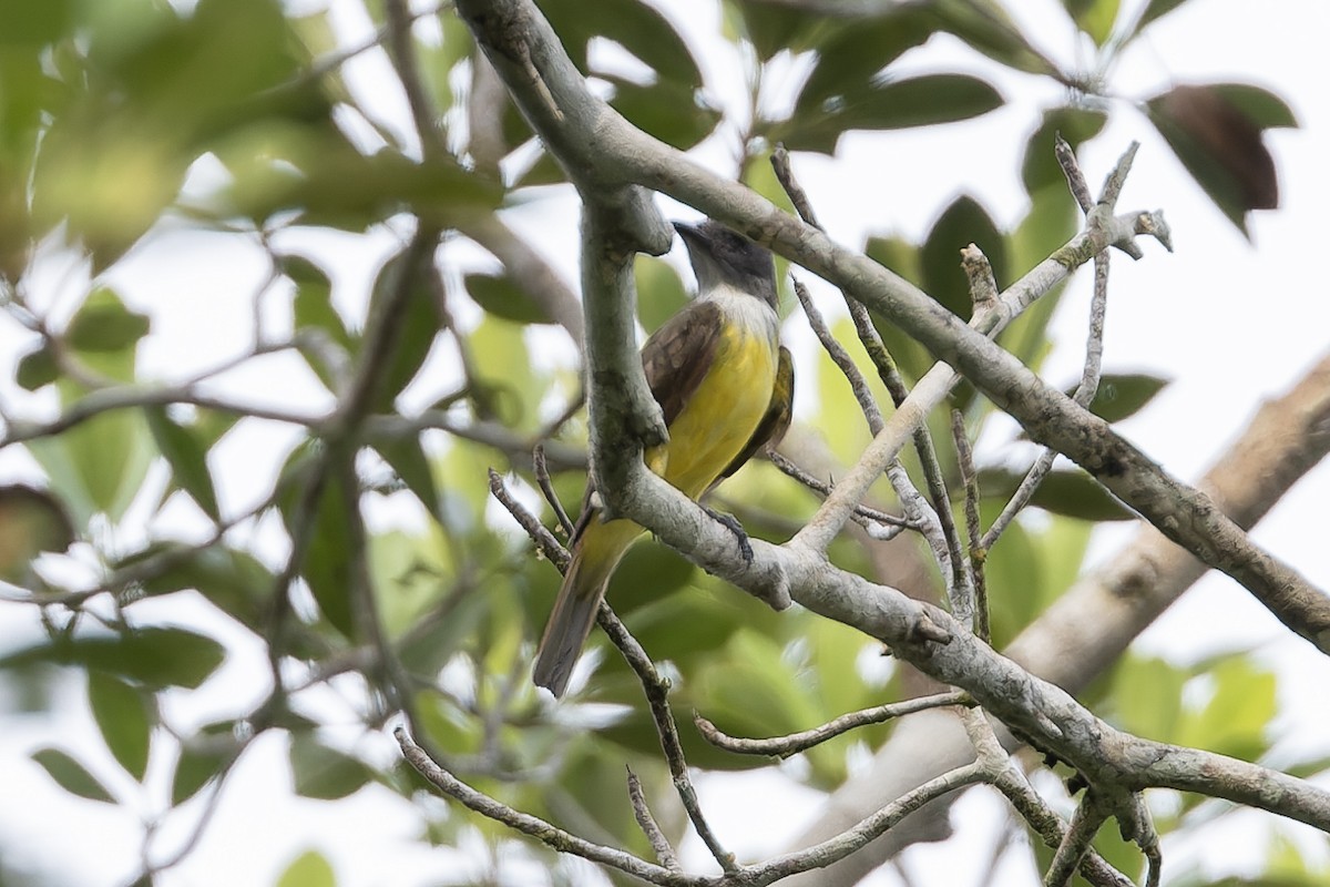 Sulphury Flycatcher - Michael Todd