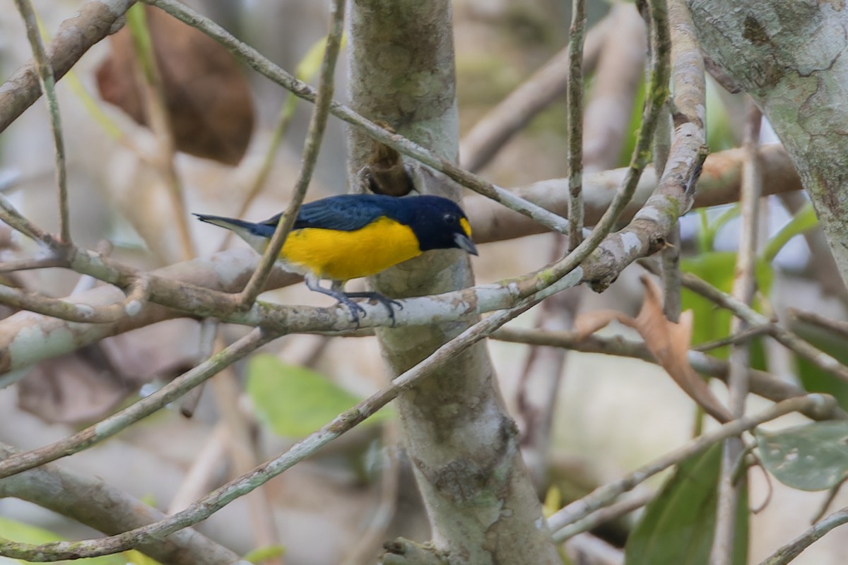 White-vented Euphonia - ML621847890