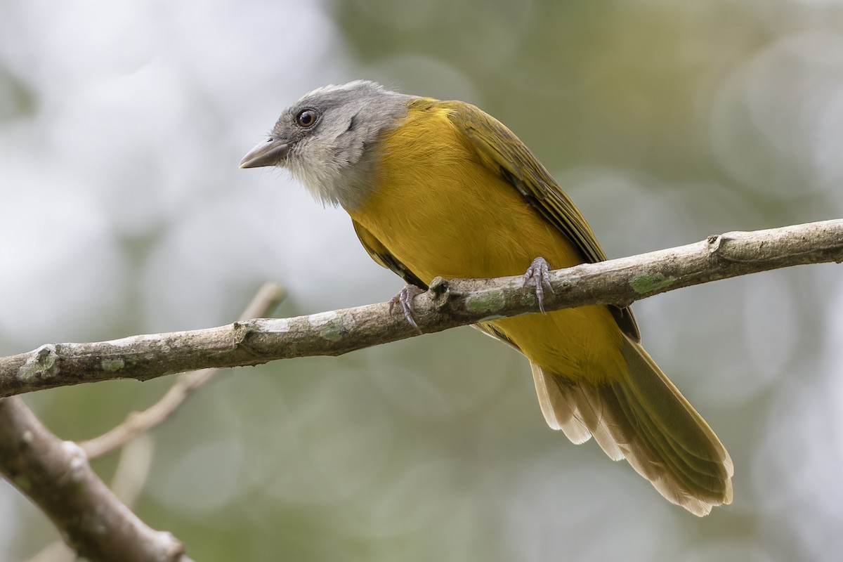 Gray-headed Tanager - ML621847900