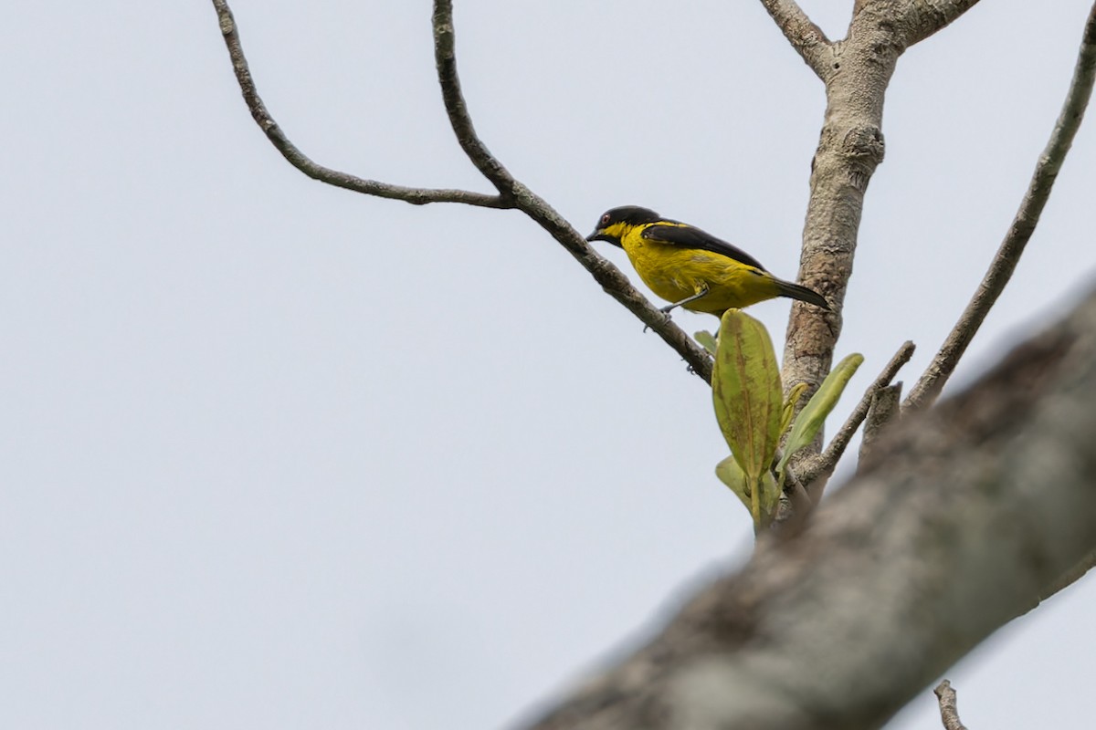 Yellow-bellied Dacnis - ML621847910