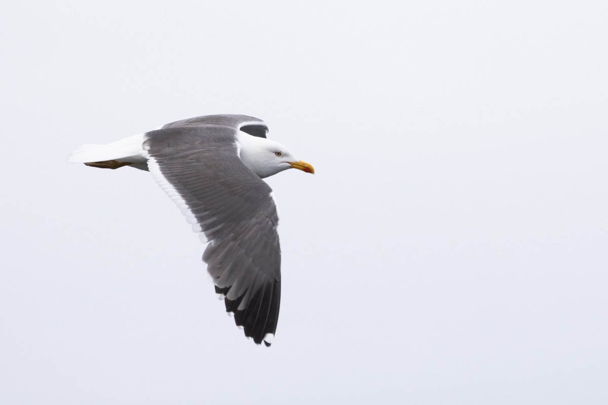 Gaviota Sombría - ML621847937