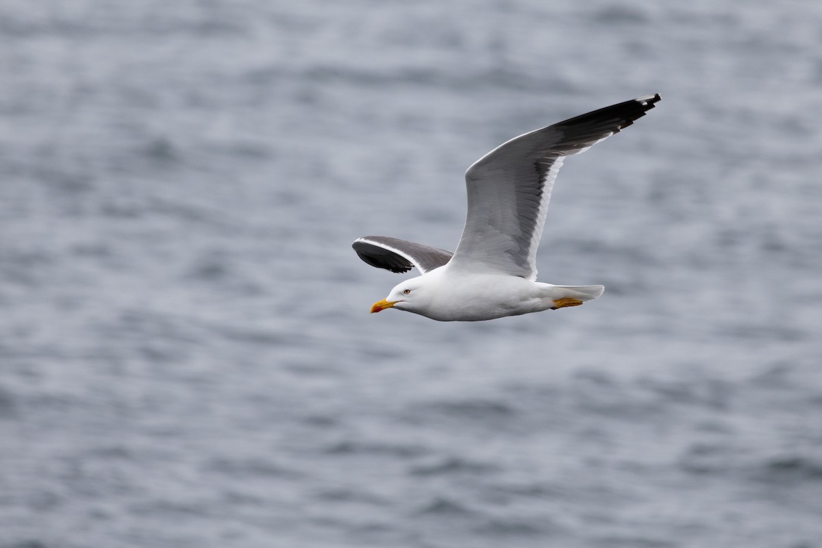 Gaviota Sombría - ML621847940