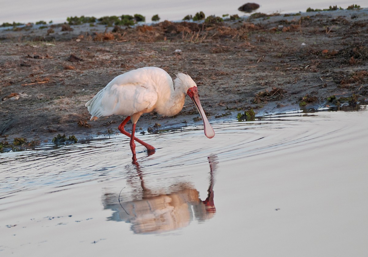 African Spoonbill - ML621847969