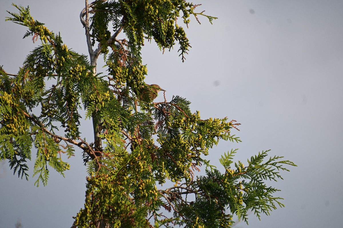 European Starling - ML621847985