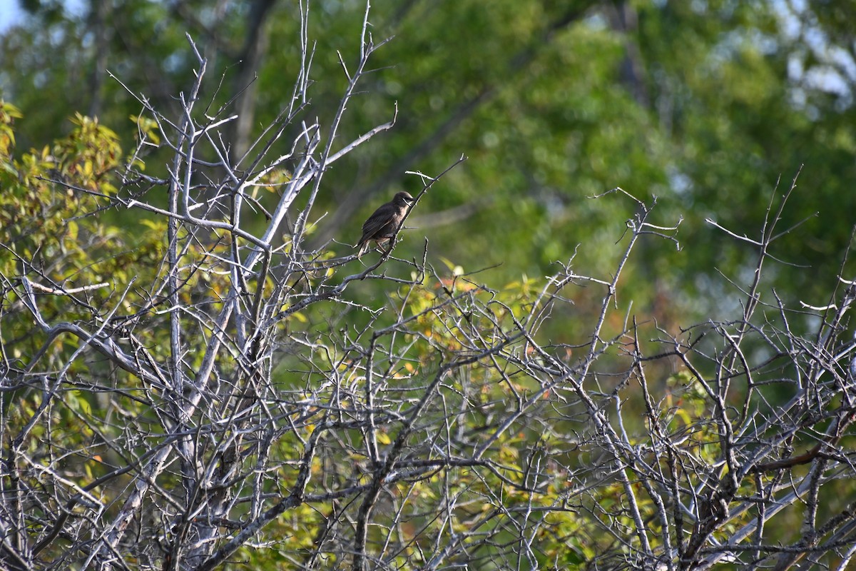 European Starling - ML621847994