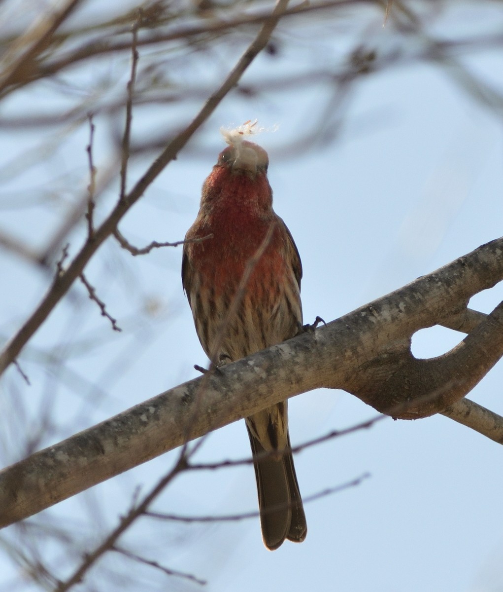 House Finch - ML621848000