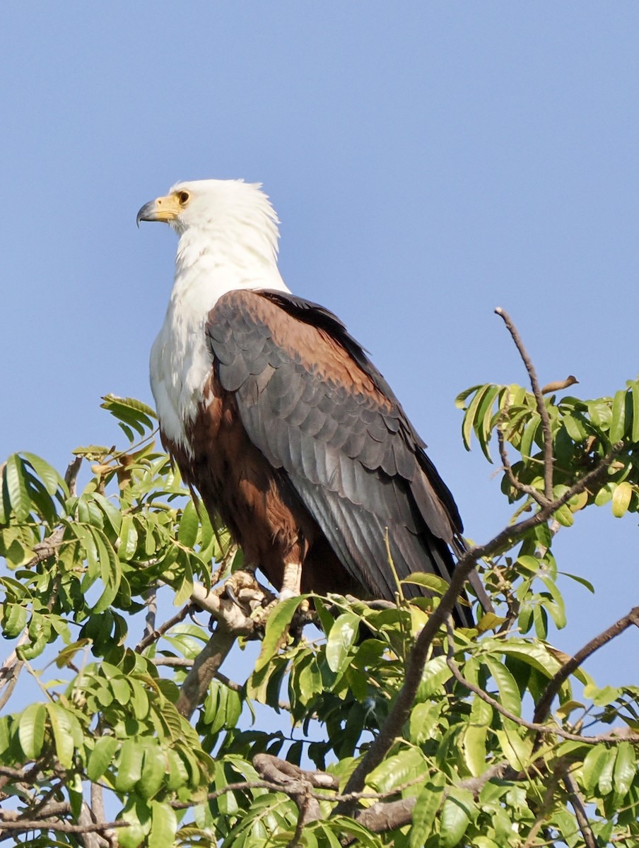 African Fish-Eagle - ML621848001