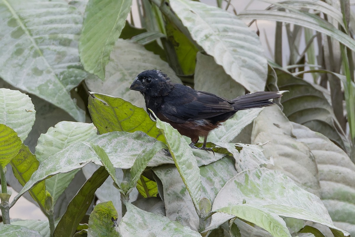 Chestnut-bellied Seed-Finch - ML621848007