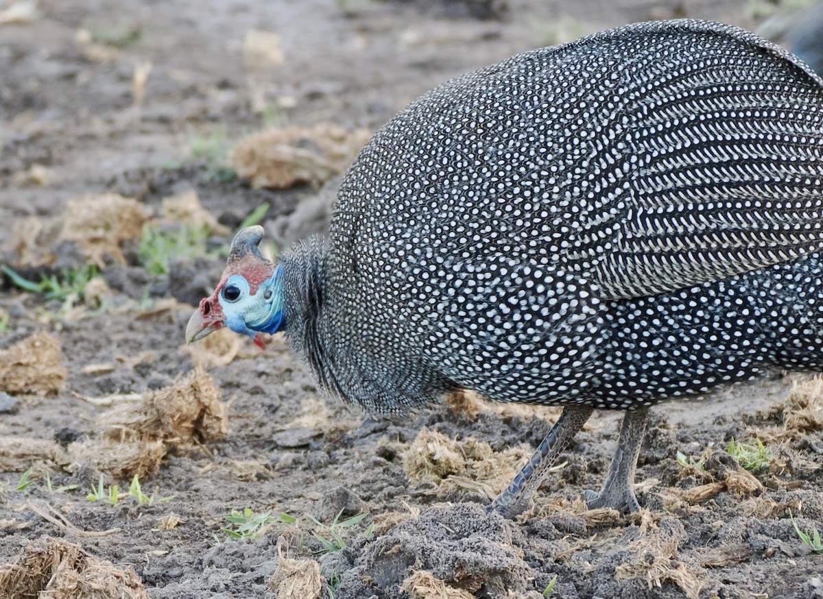 Helmeted Guineafowl - ML621848024