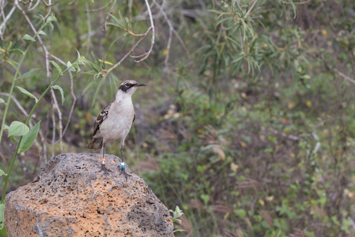 Galapagos Mockingbird - Nancy Davis