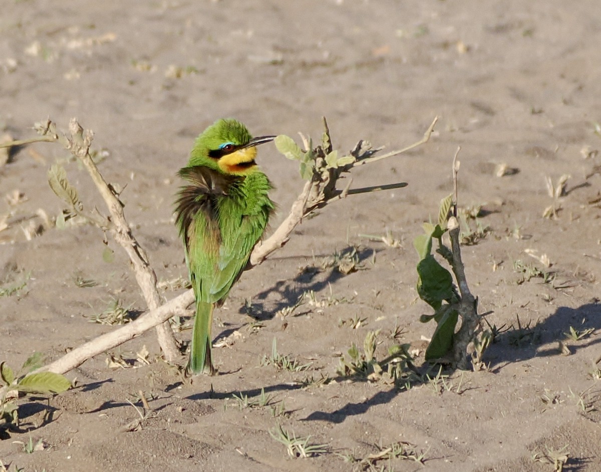 Little Bee-eater - ML621848056