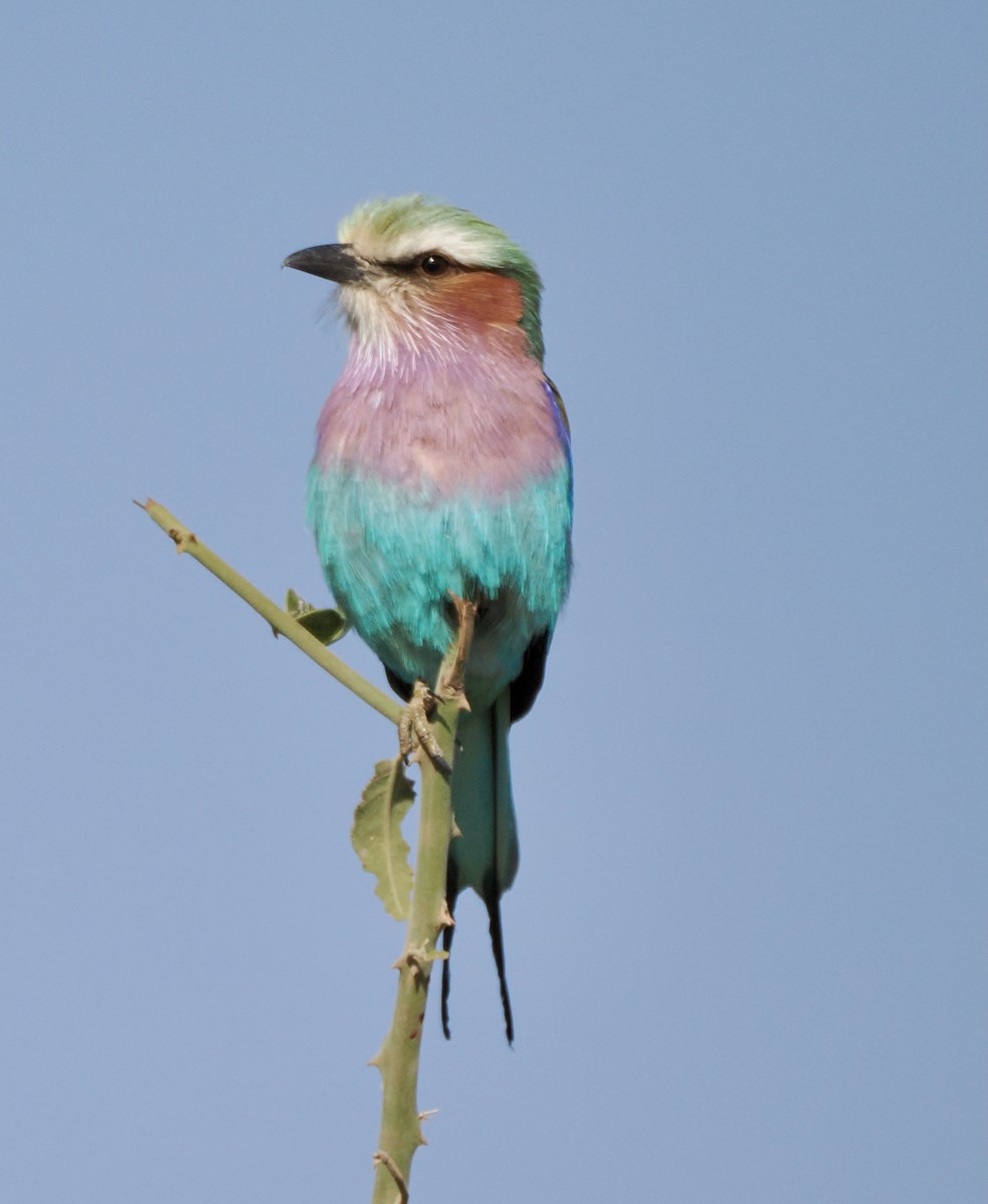 Lilac-breasted Roller - ML621848069