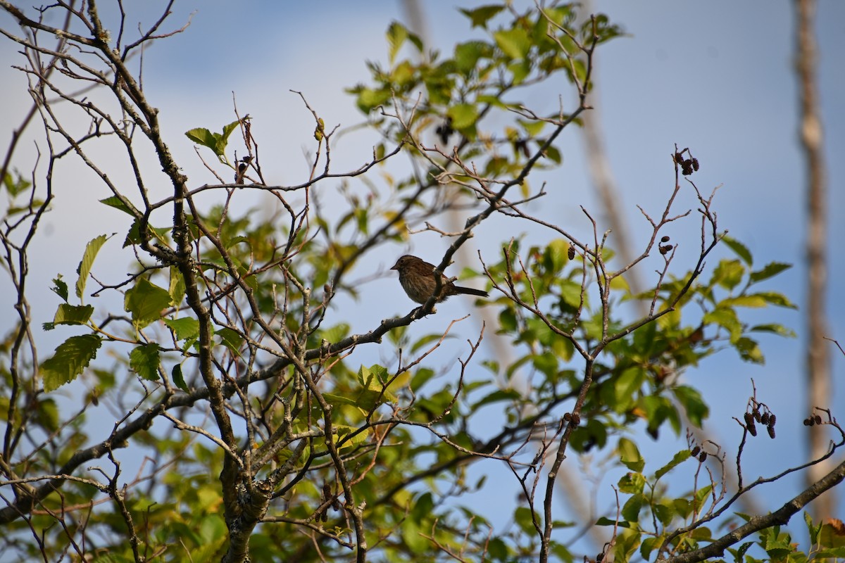 Song Sparrow - Ian Baird