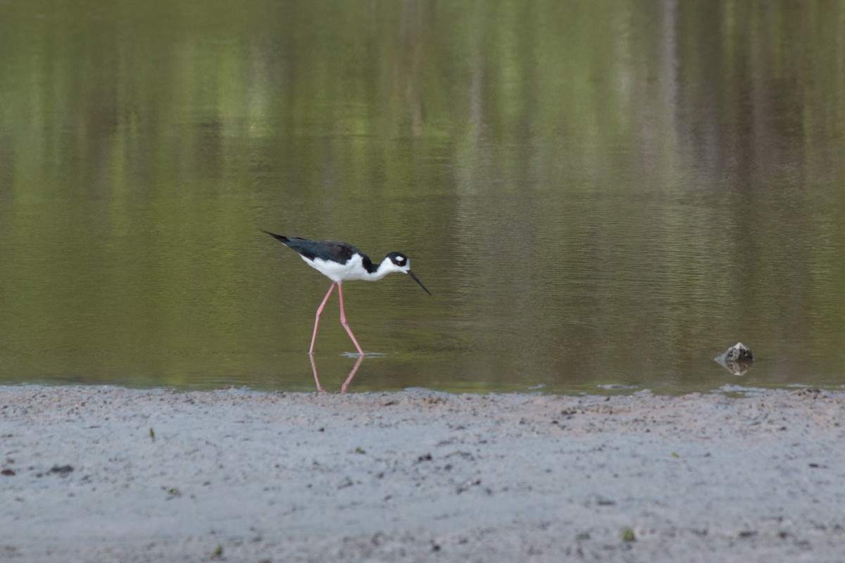 Black-necked Stilt - ML621848134