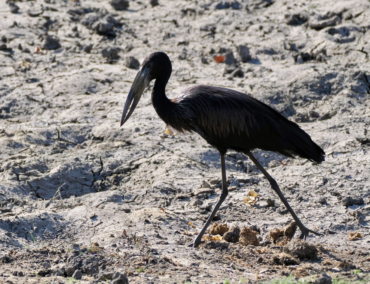 Glossy Ibis - ML621848143