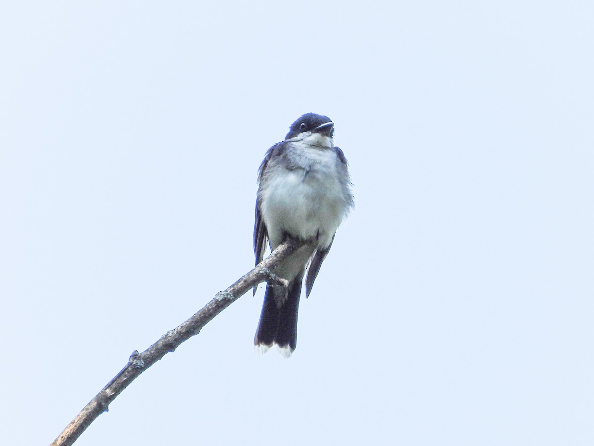 Eastern Kingbird - ML621848151