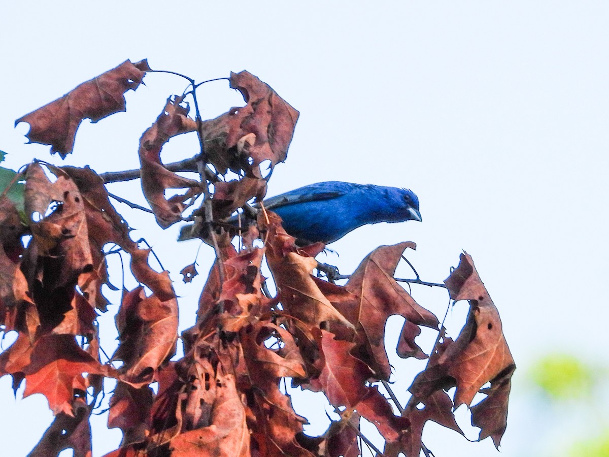 Indigo Bunting - ML621848156