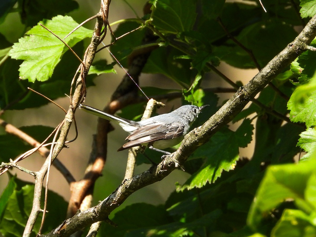 Blue-gray Gnatcatcher - ML621848169