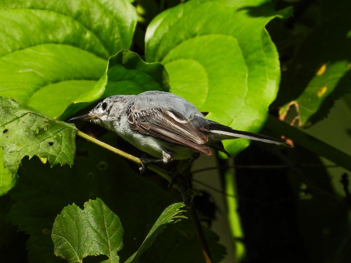 Blue-gray Gnatcatcher - ML621848170