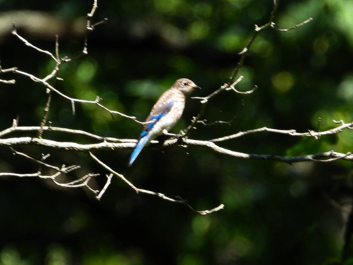 Eastern Bluebird - ML621848175