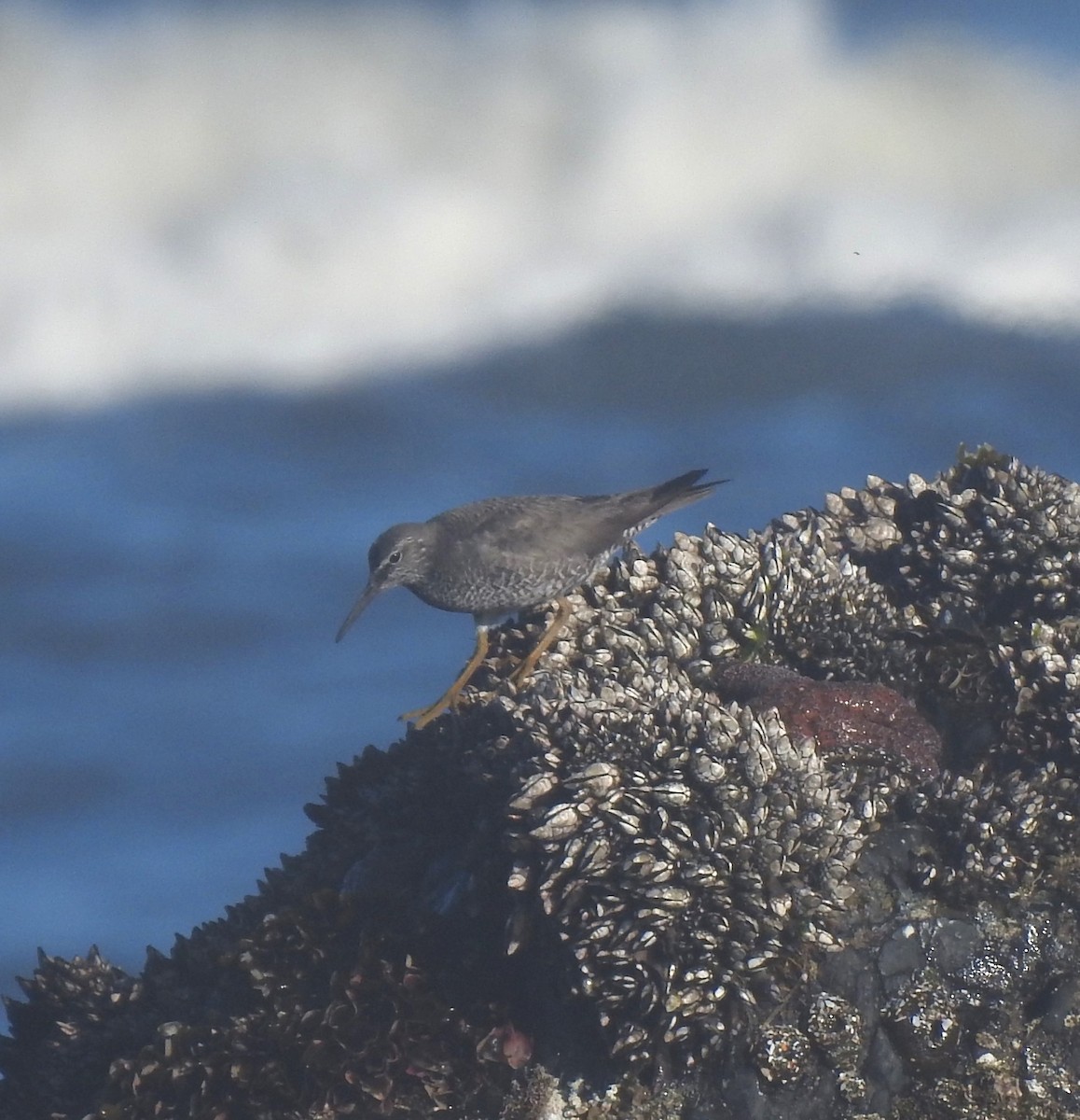 Wandering Tattler - ML621848195